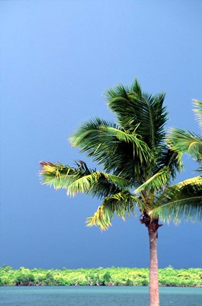 Framed Palm Tree, Denarau Island, Fiji Print