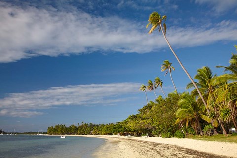 Framed Beach and palm trees, Plantation Island Resort, Fiji Print