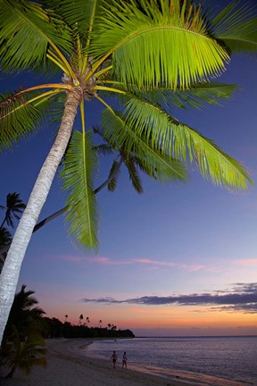 Framed Palm trees and sunset, Plantation Island Resort, Fiji Print