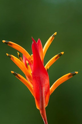 Framed False Bird-Of-Paradise Flower (Heliconia psittacorum), Nadi, Viti Levu, Fiji Print