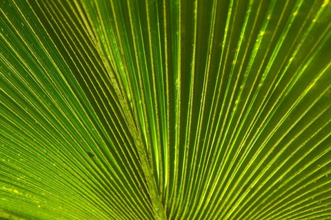 Framed Palm frond, Fiji Print