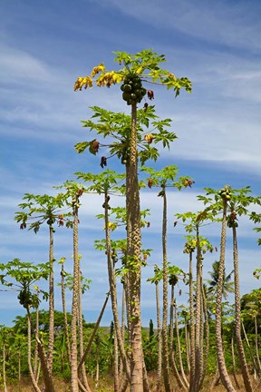 Framed Pawpaw (papaya) plantation, Lower Sigatoka Valley, Sigatoka, Coral Coast, Viti Levu, Fiji Print