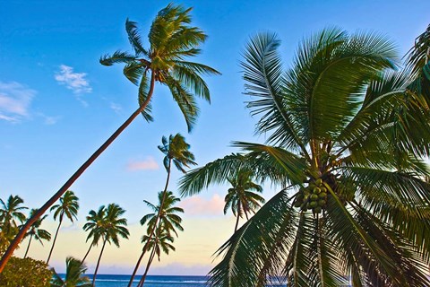 Framed Nanuku Levu, Fiji Islands palm trees with coconuts, Fiji, Oceania Print