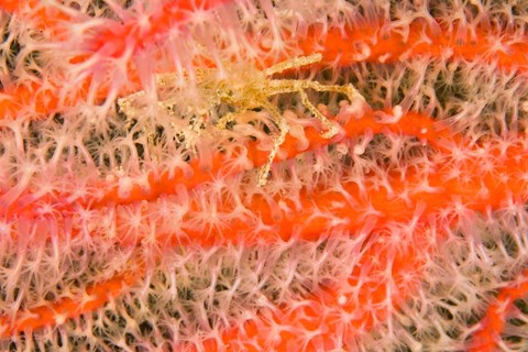 Framed Marine Life, Fiji Print