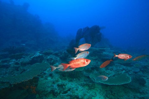Framed Bigeye Fish near Beqa Island, Viti Levu, Fiji Print