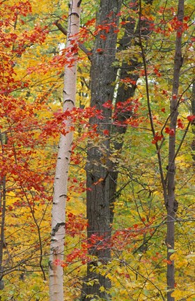 Framed Fall in a Mixed Deciduous Forest in Litchfield Hills, Kent, Connecticut Print