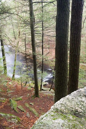 Framed Forest of Eastern Hemlock Trees in East Haddam, Connecticut Print