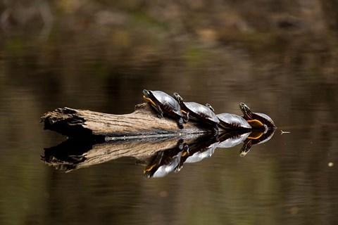 Framed Eastern Painted turtles, Farmington River, Tariffville, Connecticut Print