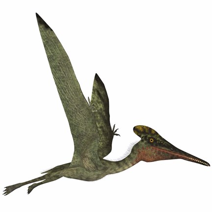 Framed Pterodactylus Flying Reptile Print