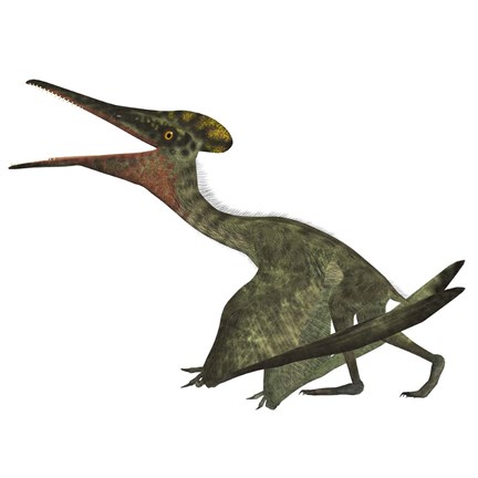 Framed Flying Pterodactylus  Reptile Print