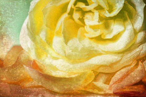 Framed Many Petals Print