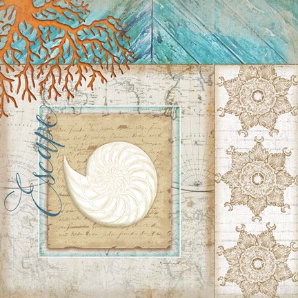 Framed Coastal Nautilus Shell Print