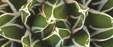 Framed Agave 2 Print