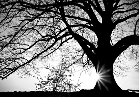 Framed Old Tree Print
