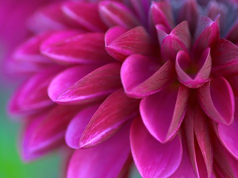 Framed Pink Chrysanthemum Print