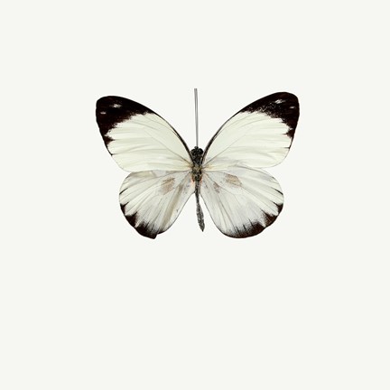 Framed White Butterfly 1 Print