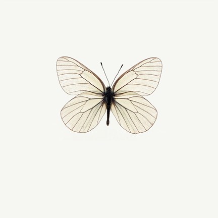 Framed White Butterfly 2 Print