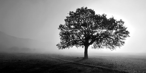 Framed Tree in Mist Print
