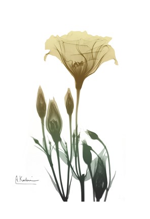 Framed Ocre Bloom 2 Print