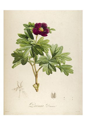 Framed Vintage Botanical 186 Print