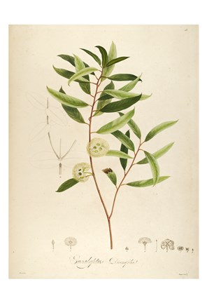 Framed Vintage Botanical 194 Print
