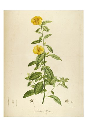 Framed Vintage Botanical 202 Print