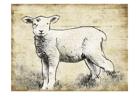 Framed Vintage Lamb Sketch Print