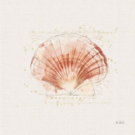 Framed Shell Collector IV Print