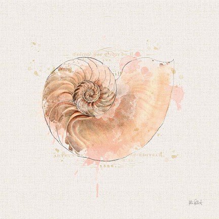 Framed Shell Collector II Print