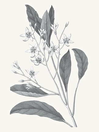 Framed Neutral Botanical V Print