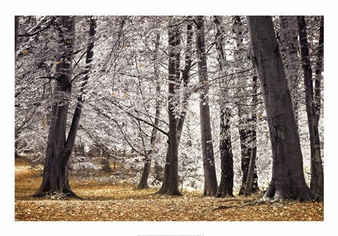 Framed Autumn Trees And Leaves Print