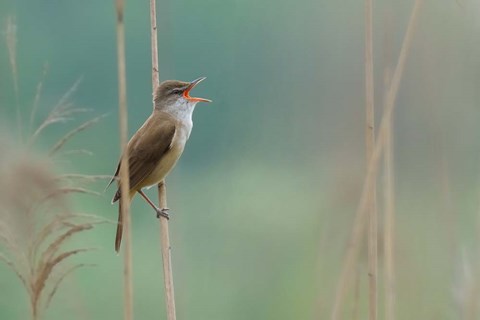 Framed Singer Of The Reed Print