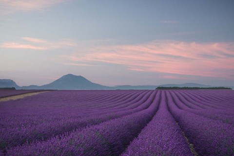 Framed Lavender Field Print