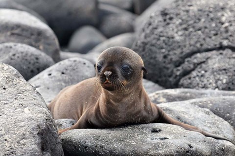 Framed Galapagos Sea Lion Pup Print