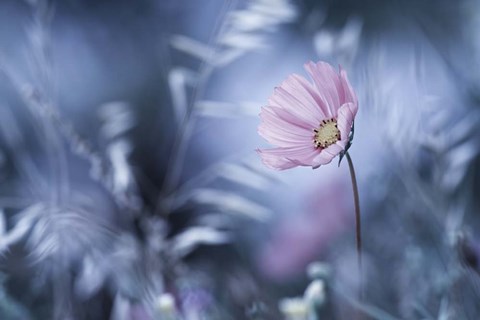 Framed Walk In Dreamland Print