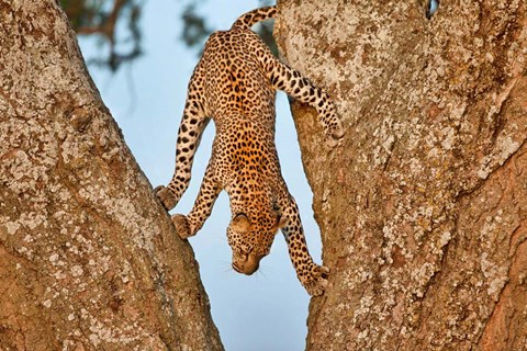 Framed Upside Down Print