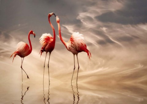 Framed Fighting Print