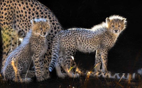 Framed Baby Cheetahs Print