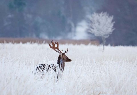 Framed Fallow Deer In The Frozen Winter Landscape Print