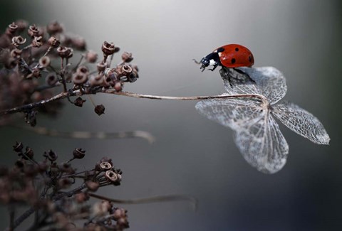 Framed Ladybird On Hydrangea Print