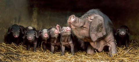 Framed Wrinkled Ones Print