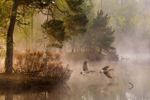 Framed Goose Fight Print