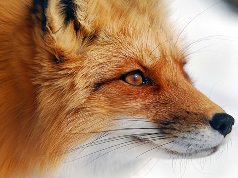 Framed Red Fox Print