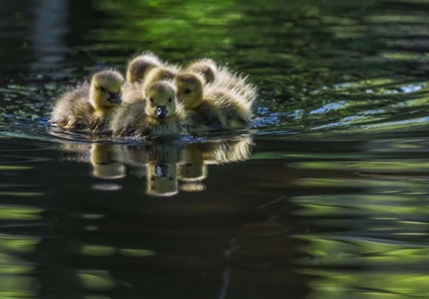 Framed Cute Baby Canada Geese Print