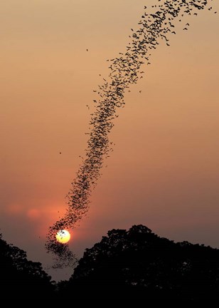 Framed Bat Swarm At Sunset Print