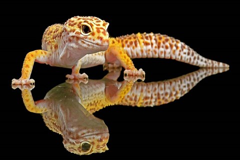 Framed Leopard Gecko Print