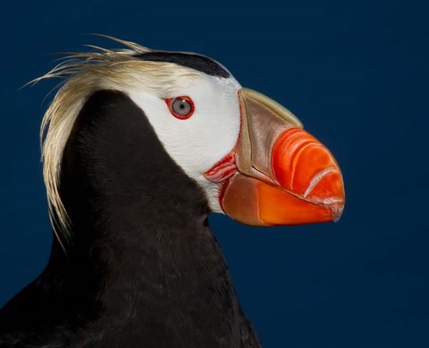 Framed Tufted Puffin Print