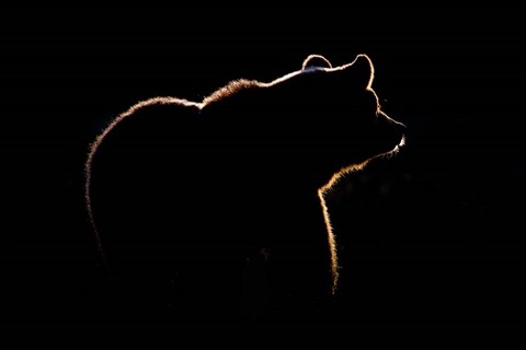 Framed Highlight Print