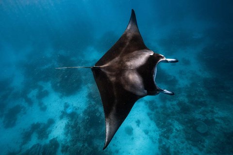 Framed Manta Fly! Print