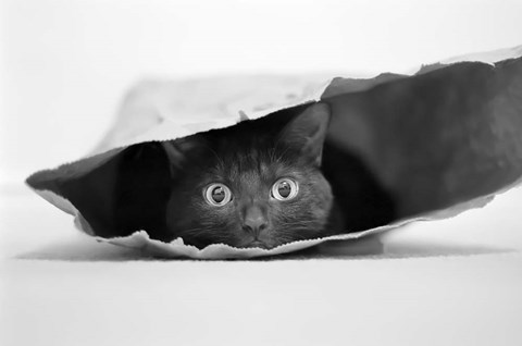Framed Cat In A Bag Print